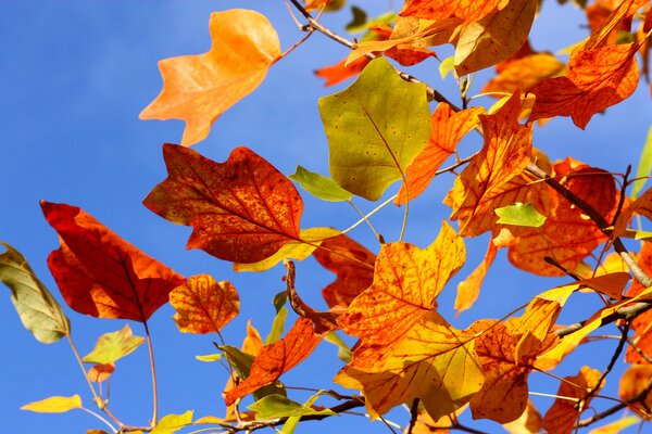 Осенние листья. Краски осени