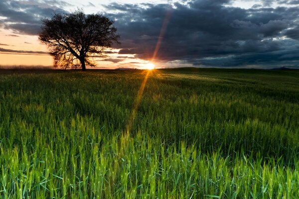 Campo verde en los rayos del atardecer