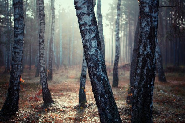 Birken auf dem Hintergrund des Herbstwaldes