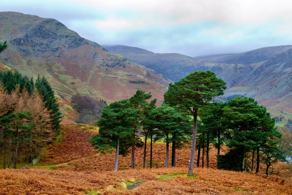 Beautiful autumn landscape. Trees on the background of mountains