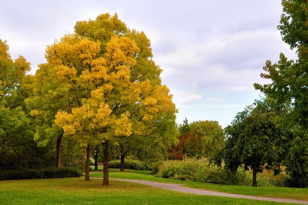 Beauté automnale dans le parc