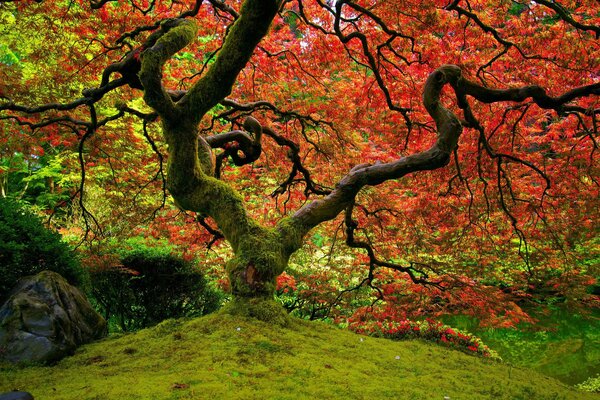 Un hermoso Jardín japonés