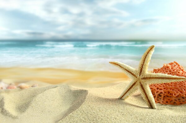 Plaża morska. Rozgwiazda na piasku