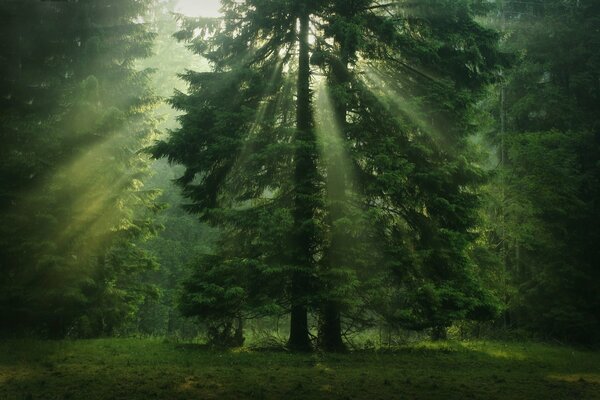 Foresta in casi di sole che si fanno strada attraverso le chiome degli alberi