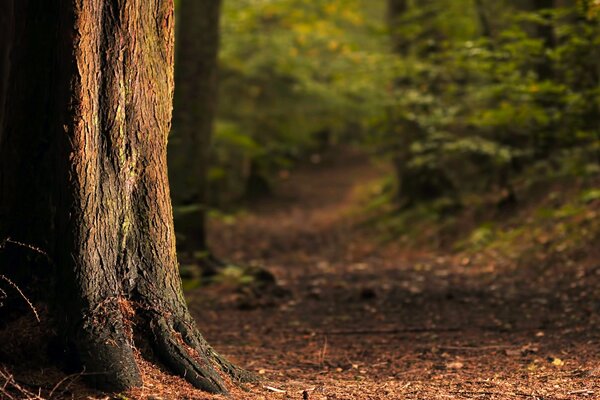 Roots and trunk of a tree in the light