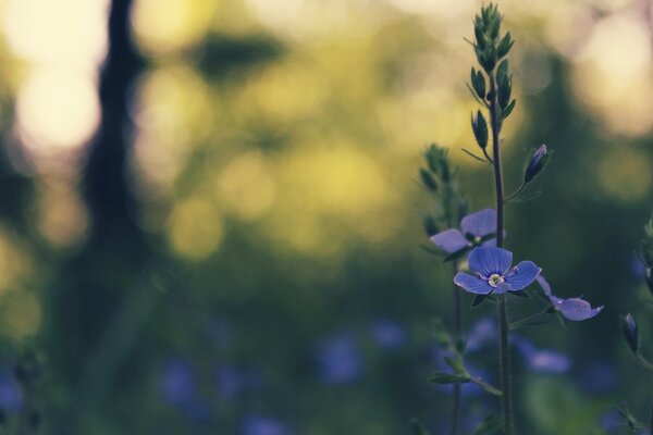 Blue spring flower in the shade