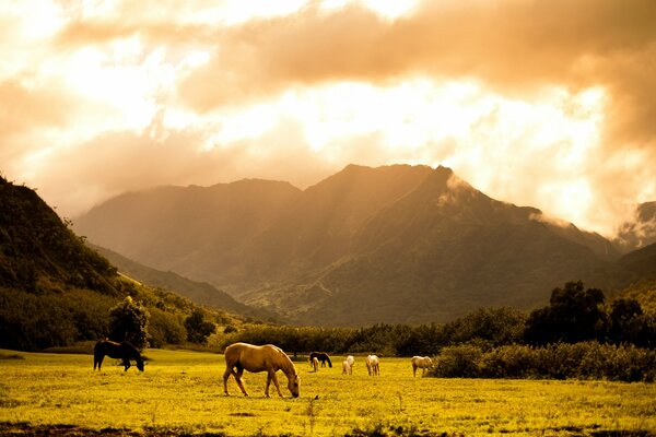 Caballos pastando en un Prado cerca de las montañas