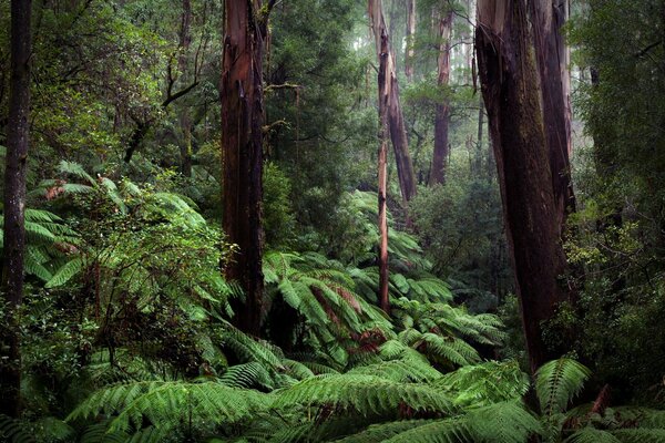 Ferny thickets of dense green forest