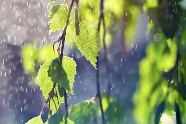 Feuilles branches pluie gouttes