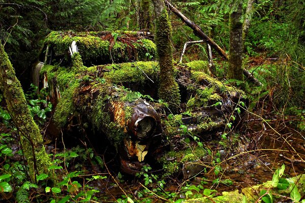 Vecchia auto boschetto nella foresta