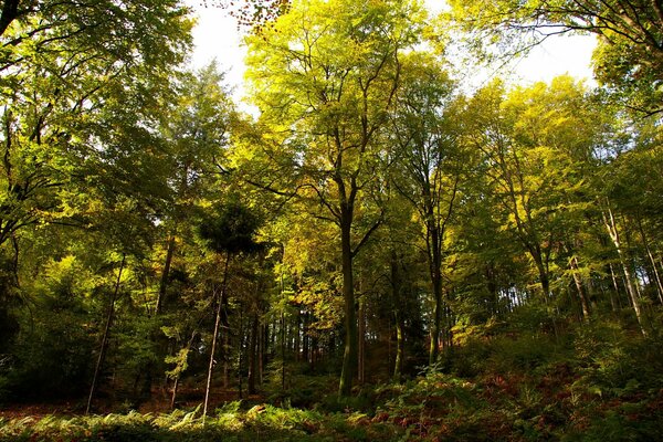 Herbstwald an einem sonnigen Tag