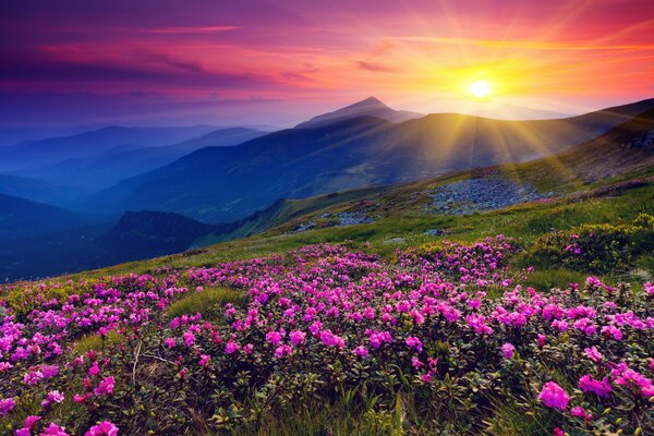 Photos of flowers in the mountains at sunset