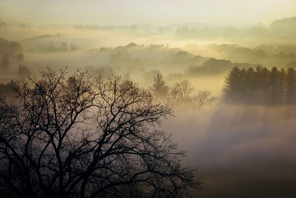 Morgen Bäume im Nebel in Kanada