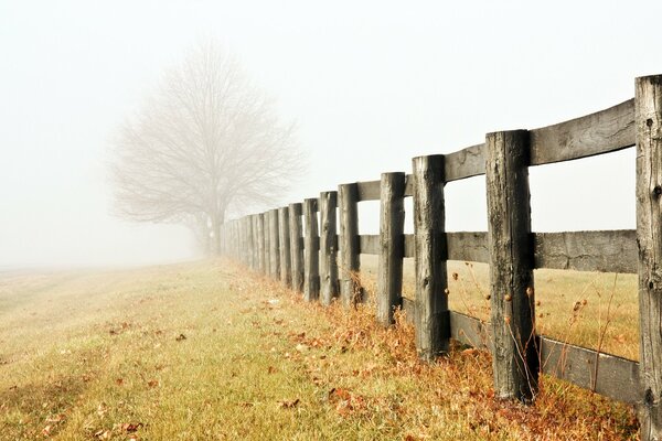 A lonely tree by the fence in the fog