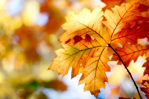 Bright autumn tree leaves