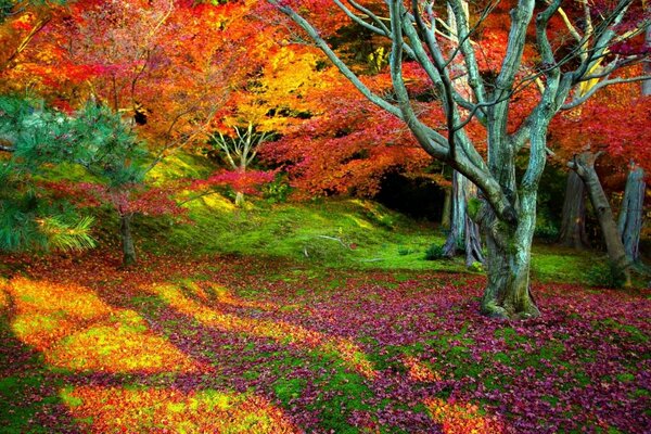 Bright autumn forest, trees play with colors. Gorgeous red leaf fall