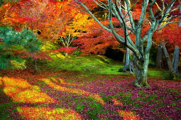 Foresta autunnale luminosa, gli alberi giocano con i colori. Elegante caduta di foglie rosse