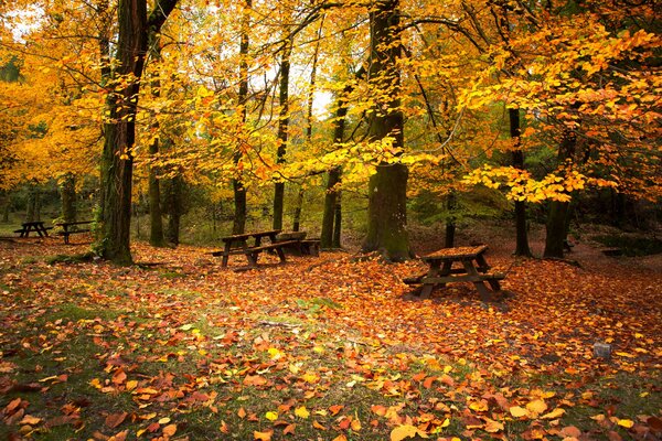 A bench in the autumn forest foliage