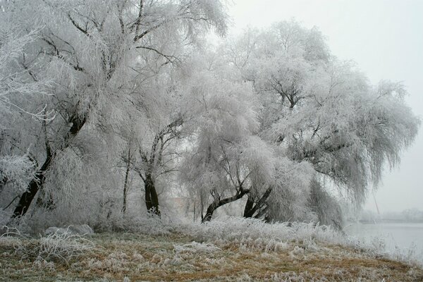 Givre sur les arbres dans le parc d hiver