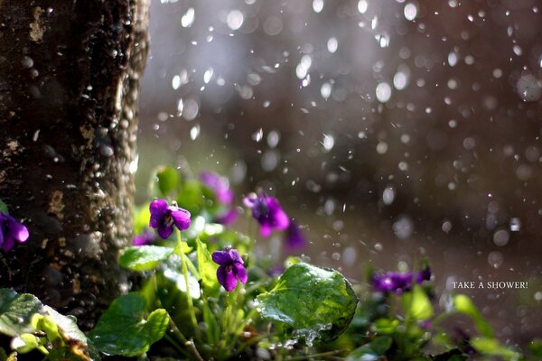 Gotas de lluvia cayendo sobre violetas