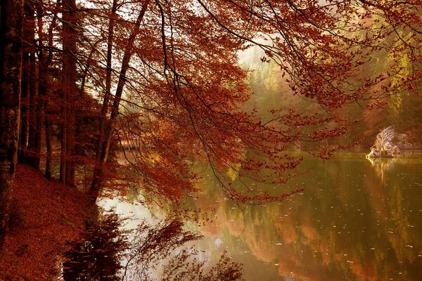 Ein Baum mit vergilbten Blättern am Fluss