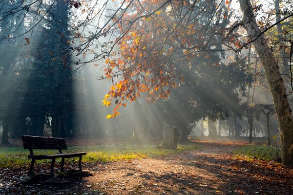 A lonely shop among autumn trees