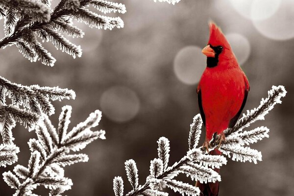 Pájaro rojo en una rama de invierno