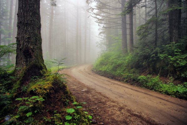 Strada forestale che si prende cura della nebbia