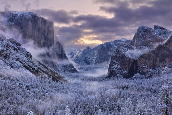 Snow-covered trees in a mountain valley