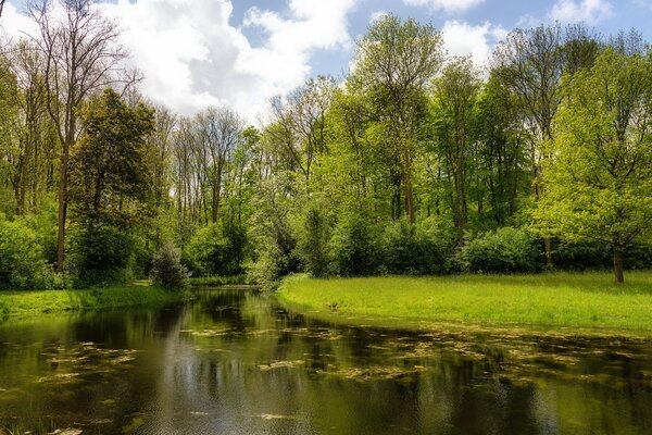 Fiume della foresta in un giorno d estate