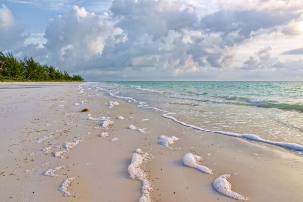 Mousse de mer sur le sable