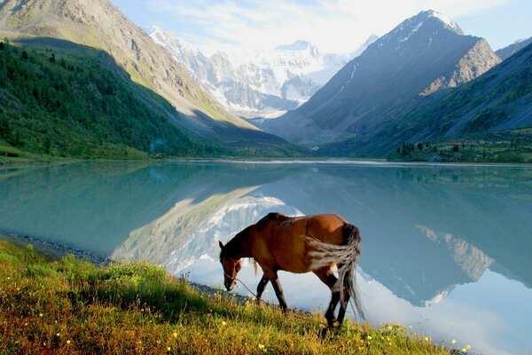 Brązowy koń na tle gór i jeziora