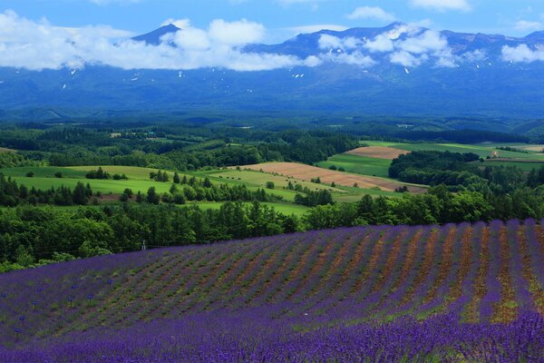 Vista a Volo d uccello dei campi di lavanda