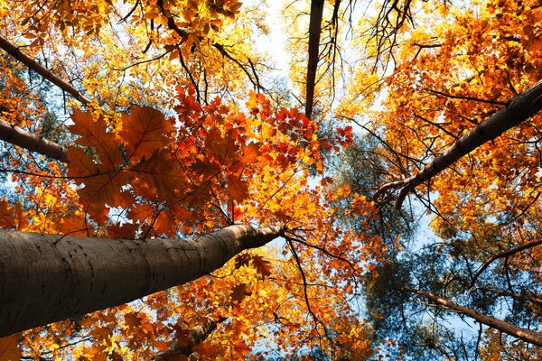 Arbres avec de belles feuilles orange