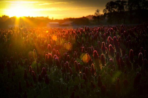 Wildblumen unter den Strahlen der Sonne