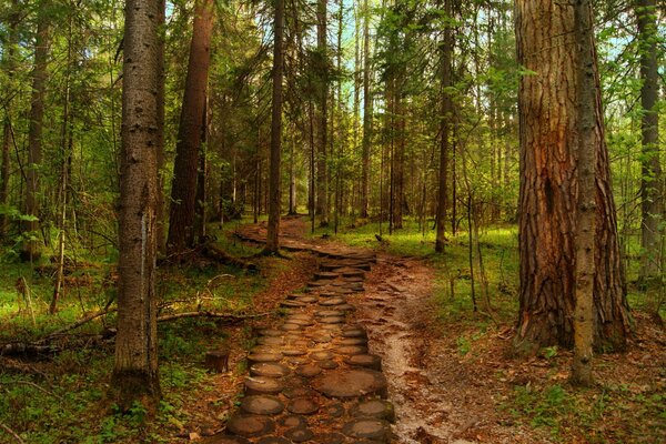 The road among the trees leads into the thicket