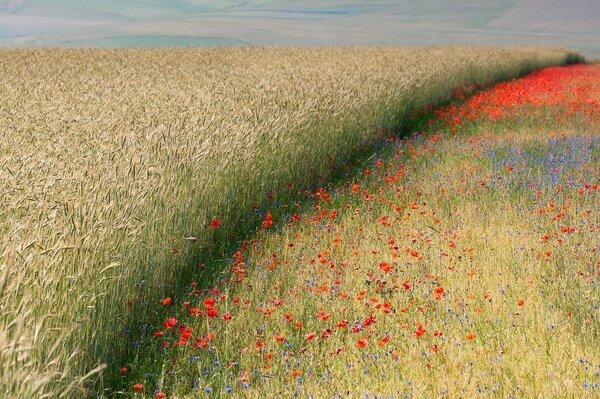 Red poppies and golden wheat as neighbors