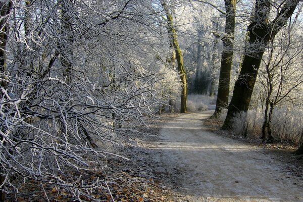 Zimowa ścieżka w lesie prowadzi w dal