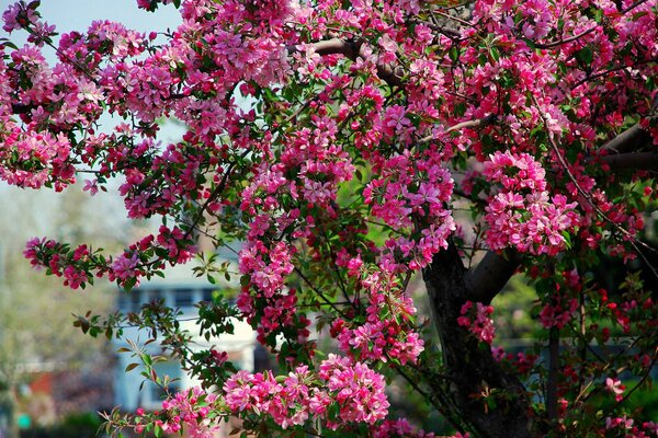 Pink apple blossoms on a sunny day