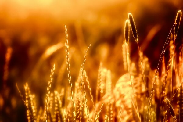 Épillets au coucher du soleil. Herbe sous les rayons du soleil sortant