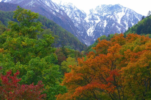 Japanese autumn colors at the foot of the mountains