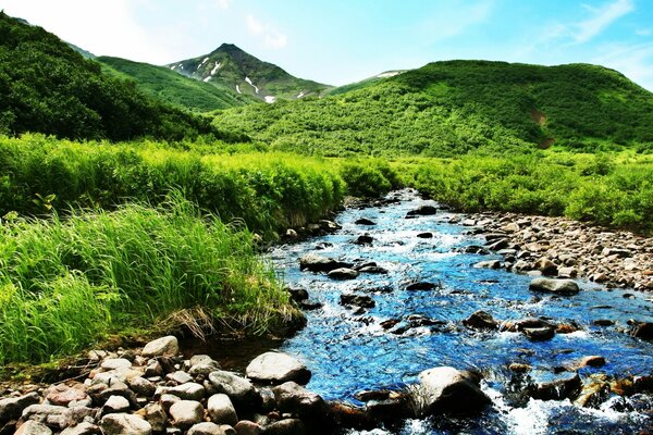 Mountain stream among lush greenery