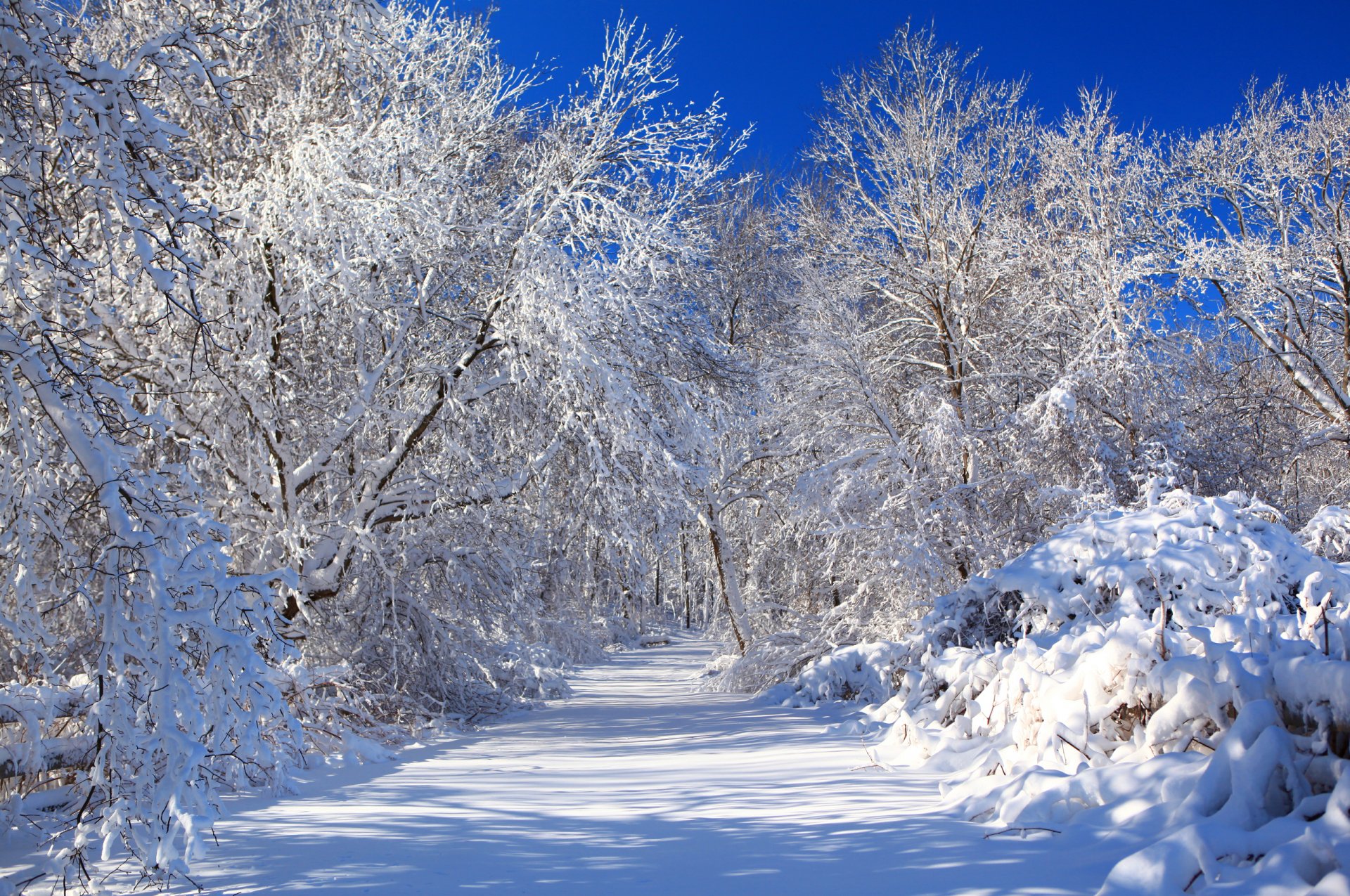 nature winter road snow sky tree