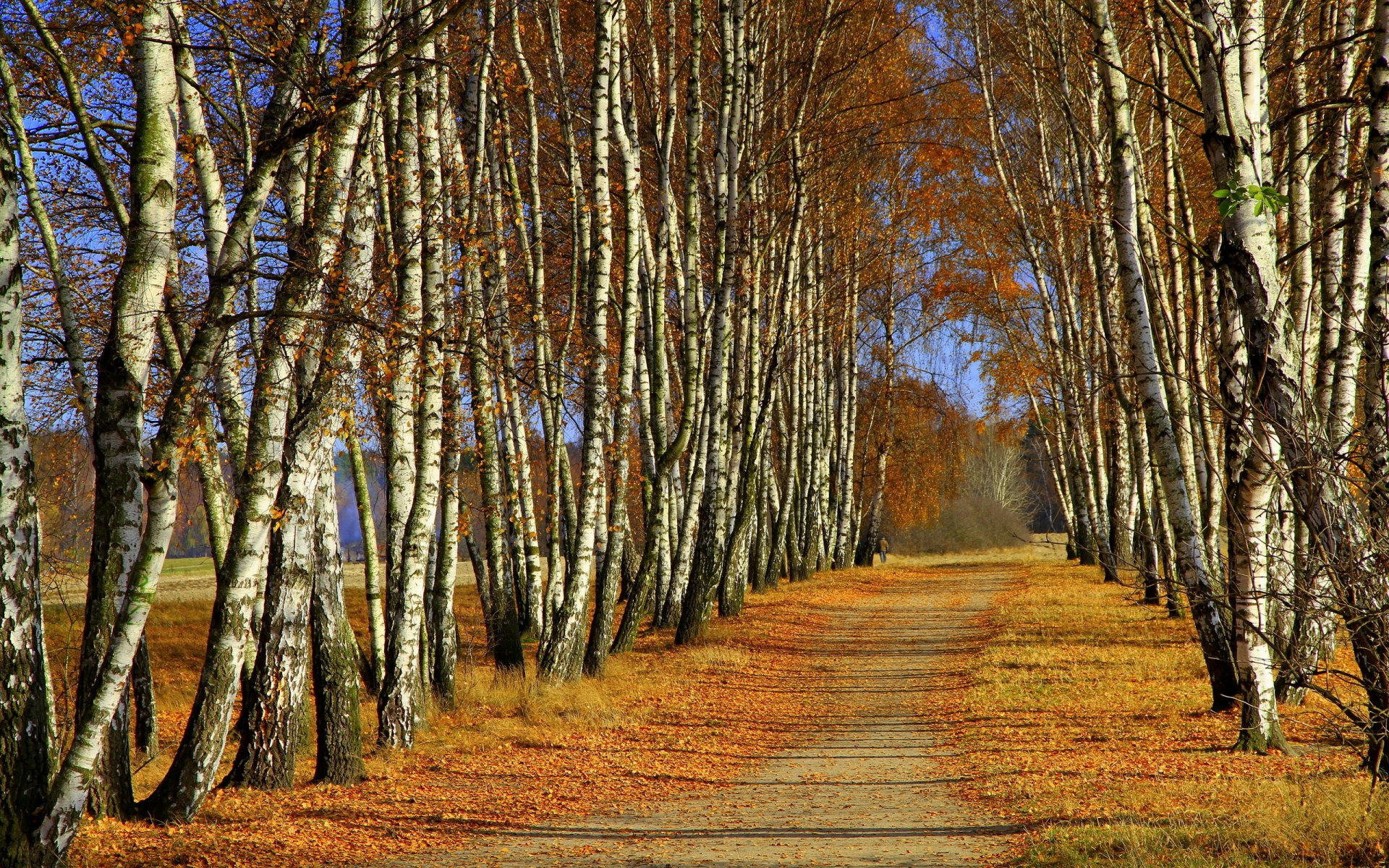 bäume herbst