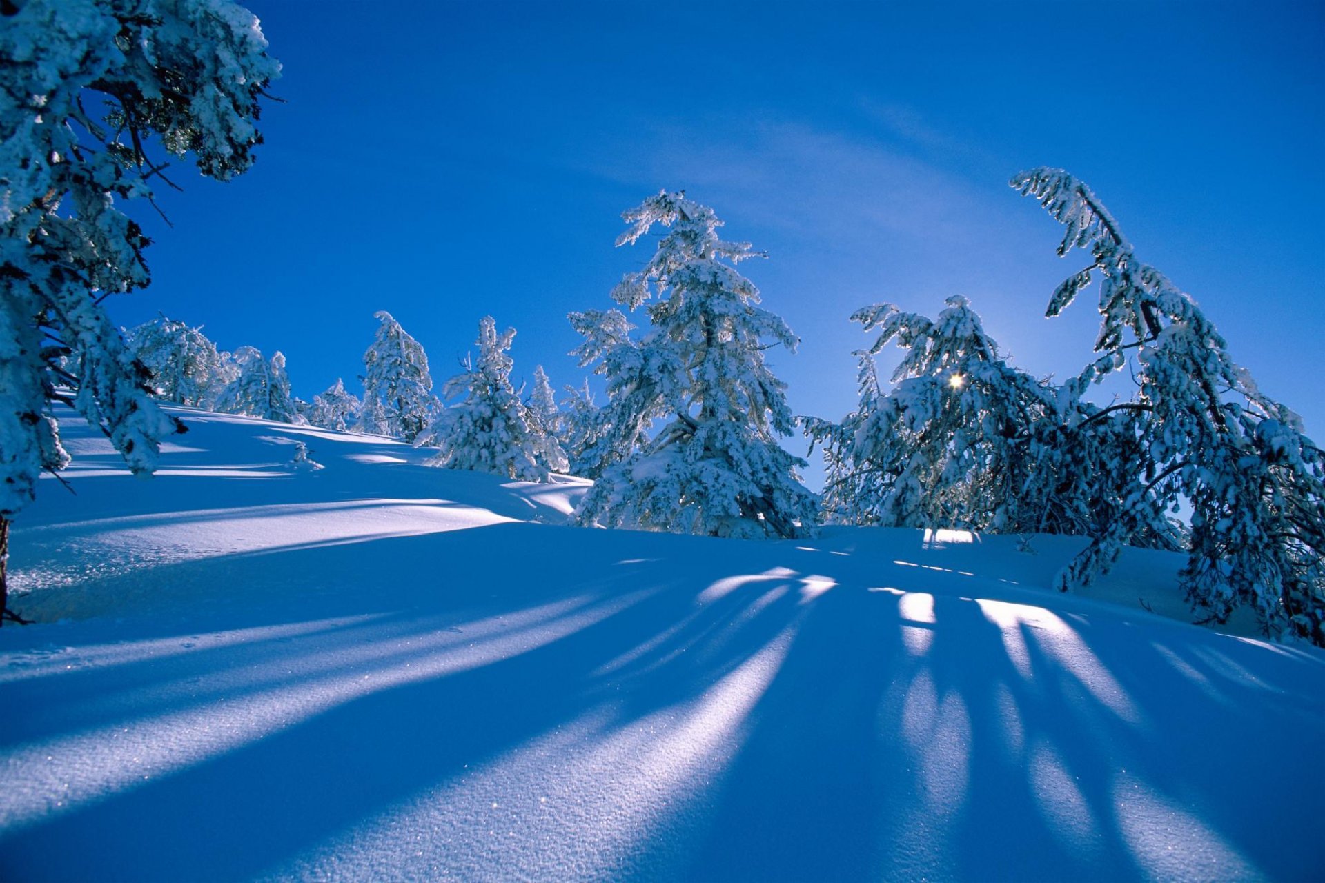 inverno neve foresta abete rosso pino cumuli di neve ombra collina pendio