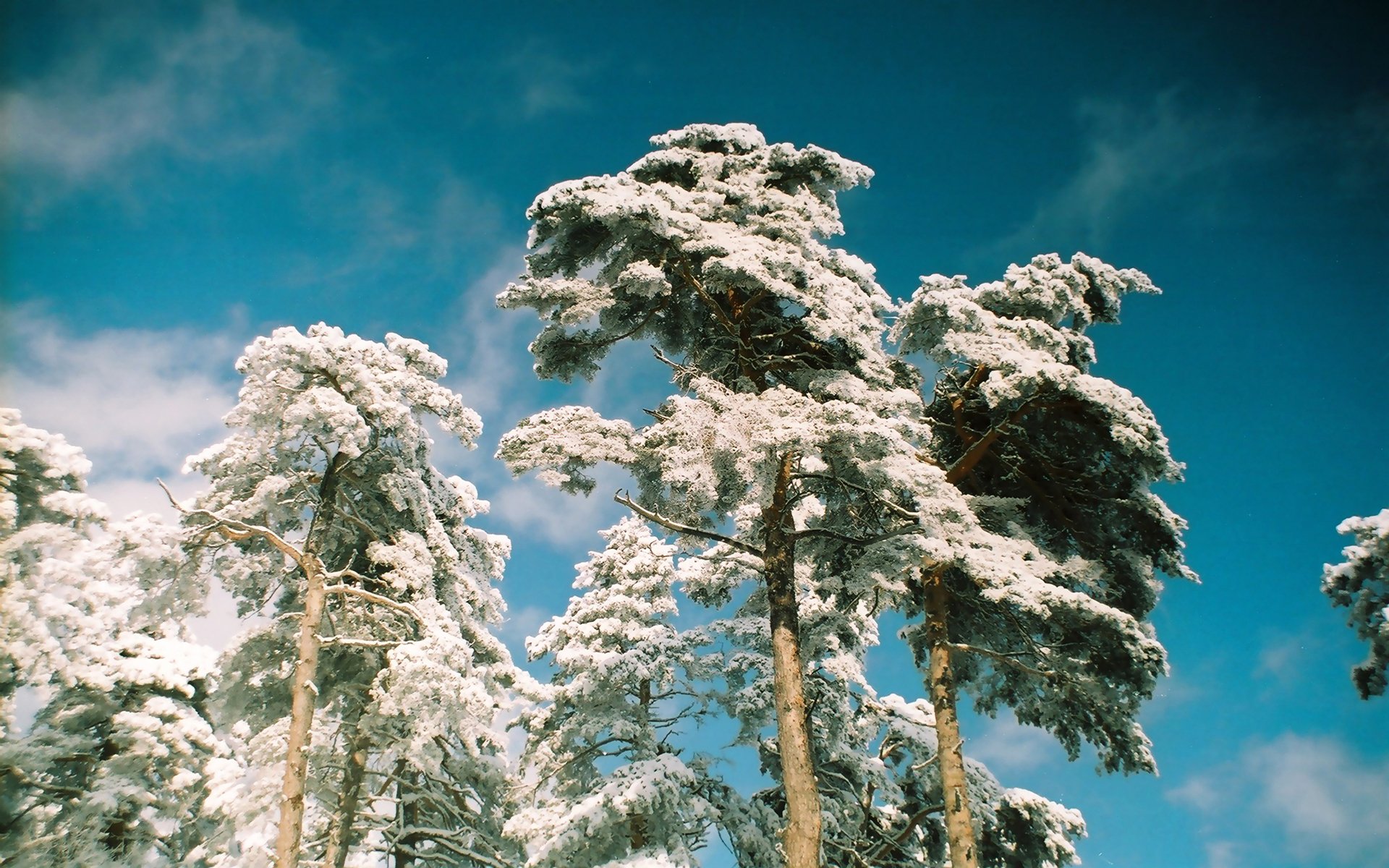 arbres pins cime cime givre hiver bleu ciel