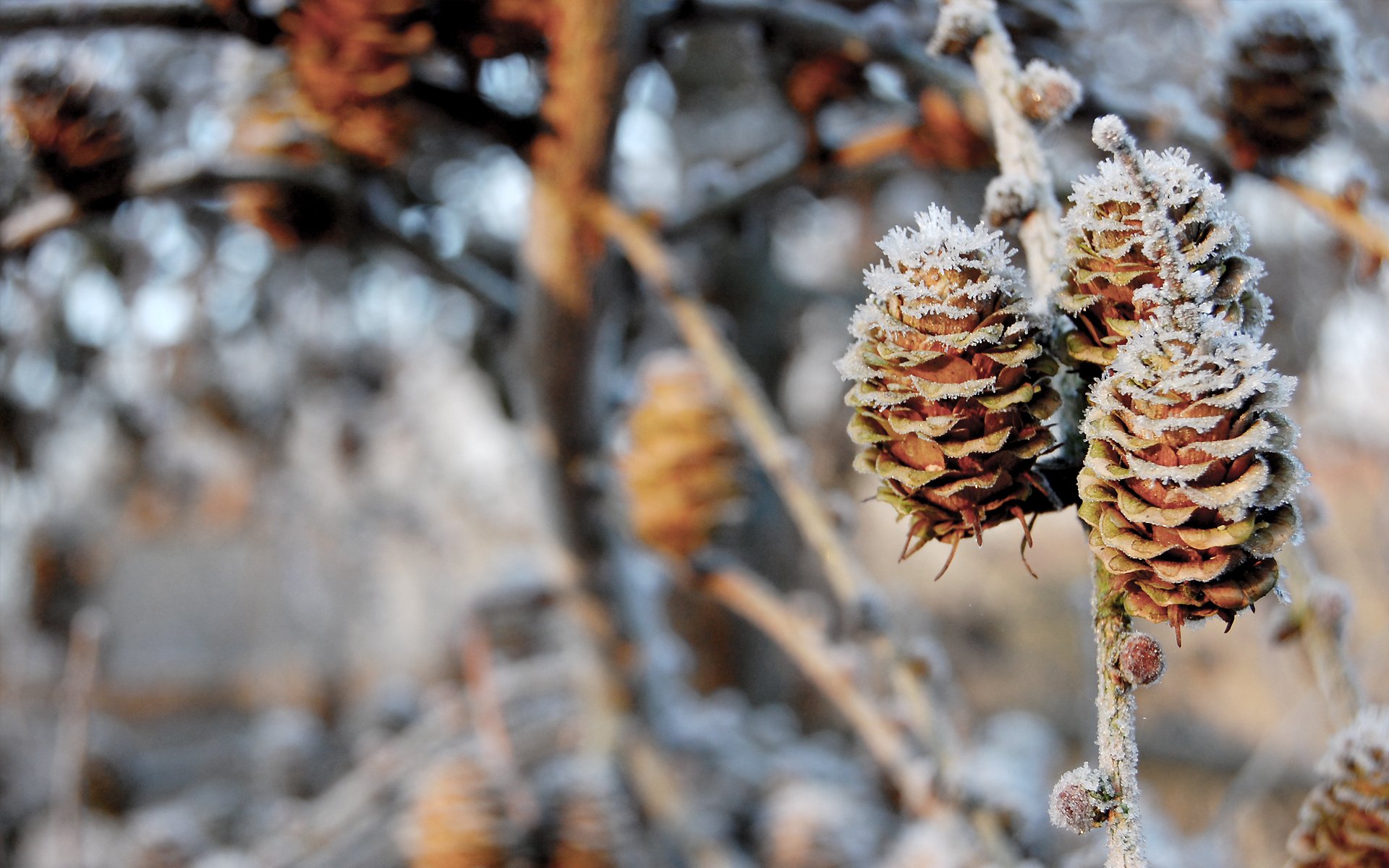 nature cones winter snow bokeh branches winter branches 1920x1200