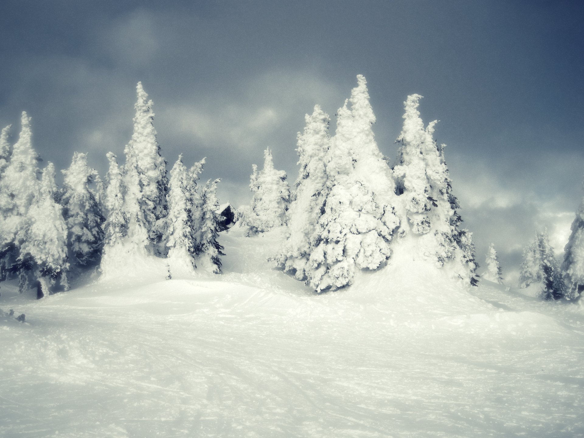 hiver neige forêt