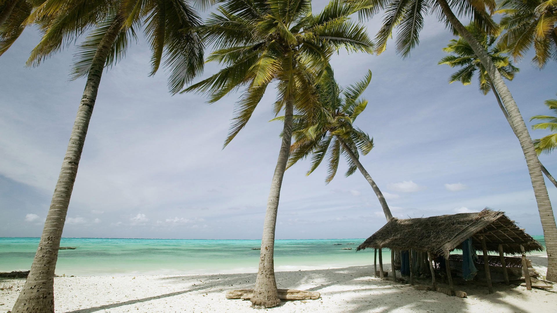 costa palmeras mar arena