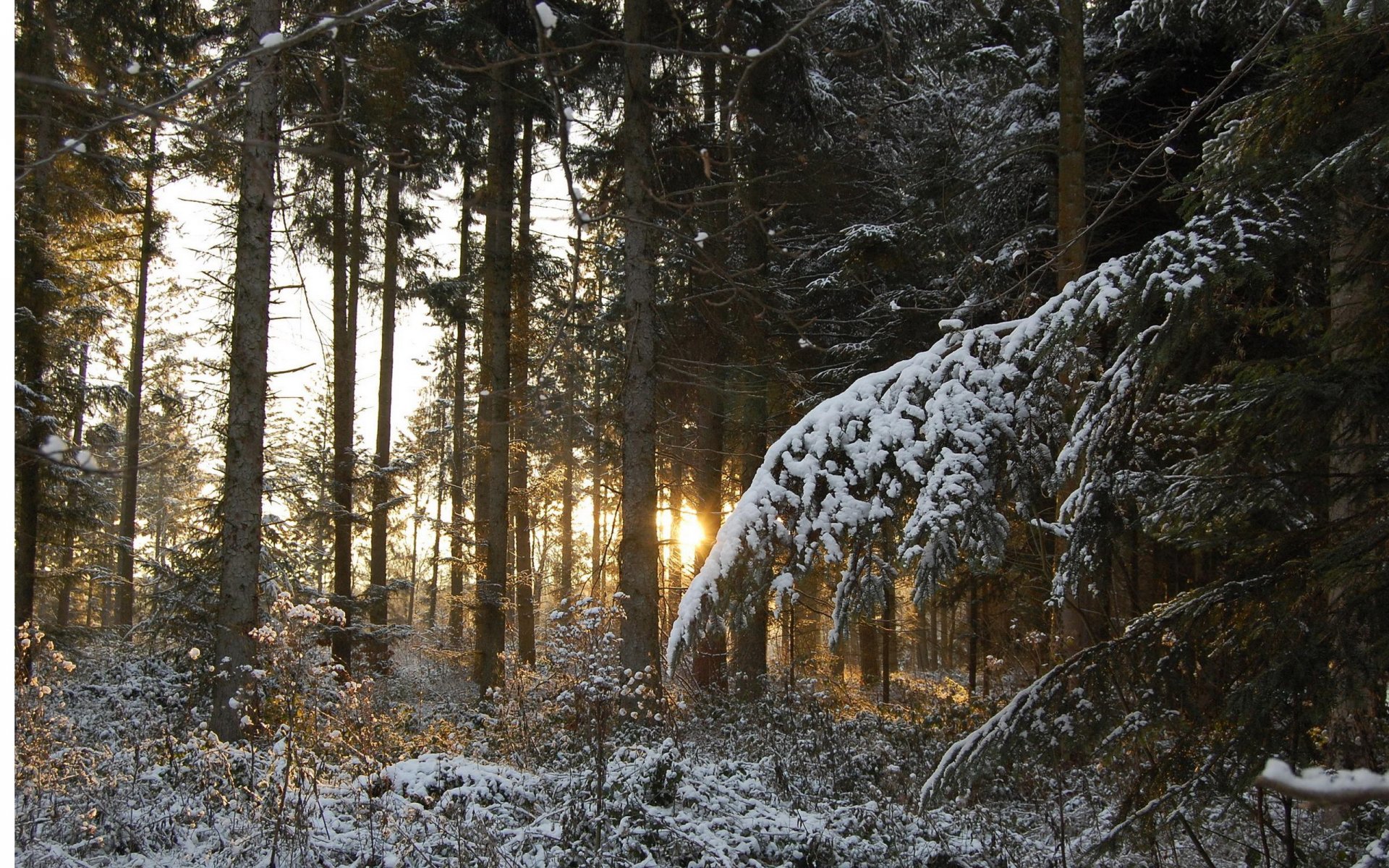 bosque invierno nieve agujas ramas árboles troncos puesta de sol luz rayos